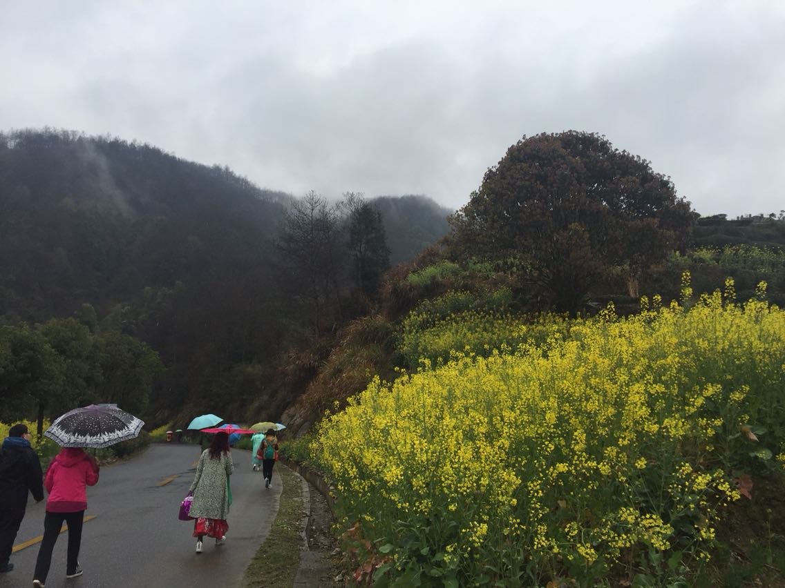 黄甲岭乡天气预报更新通知